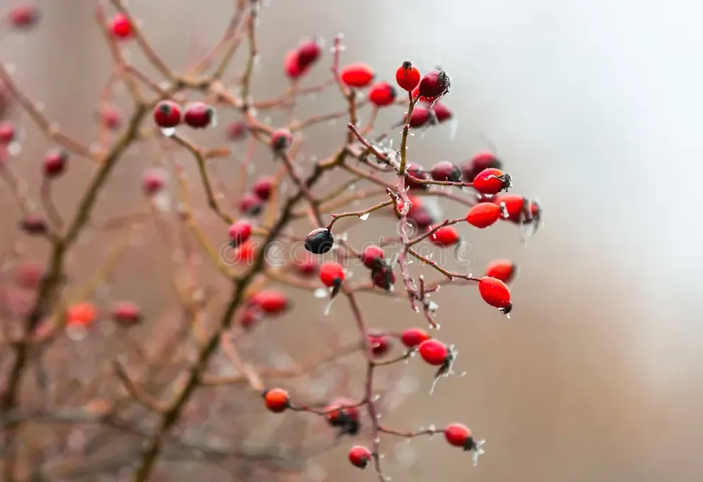 Berberine plant extract used in MounjaMelt