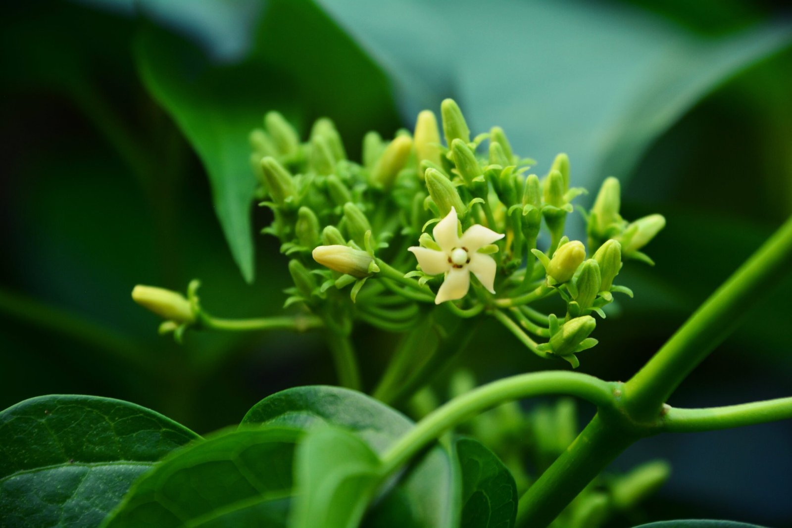 Gymnema Sylvestre used in MounjaMelt