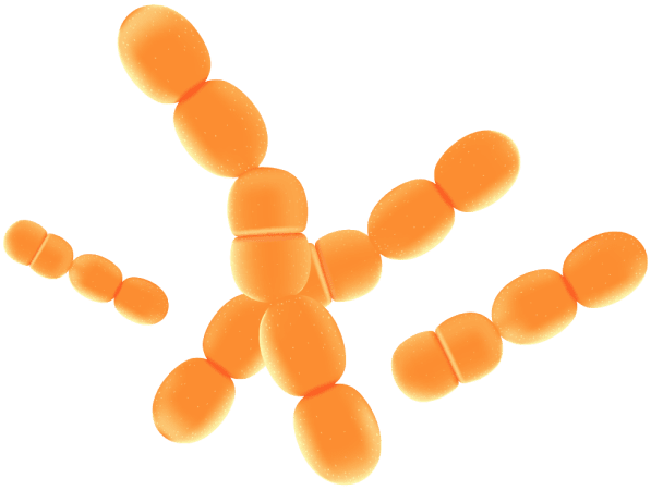 L-Carnitine used in MounjaMelt